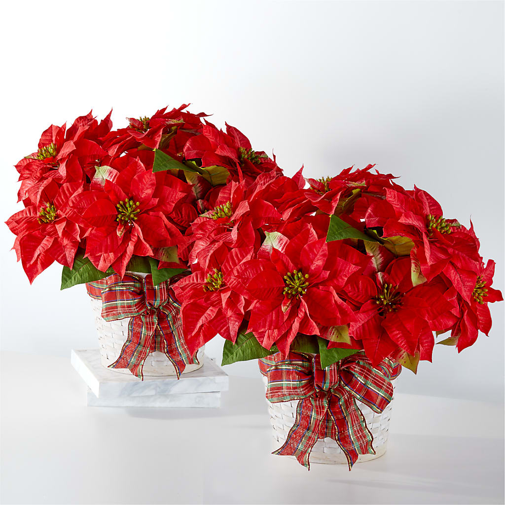 Happiest Holidays Poinsettia Bundle – Secret Garden Atx, Hutto TX