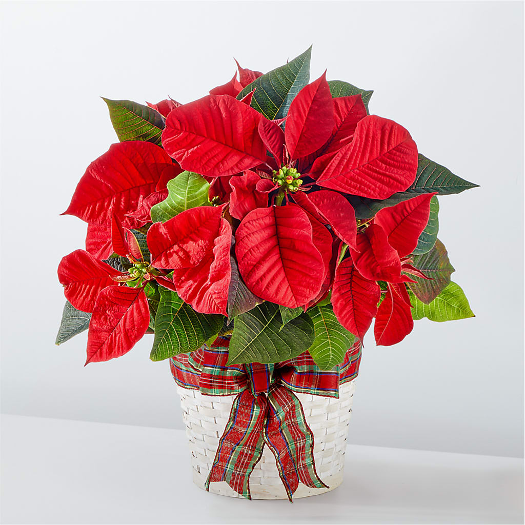 Happiest Holidays Poinsettia – Secret Garden Atx, Hutto TX