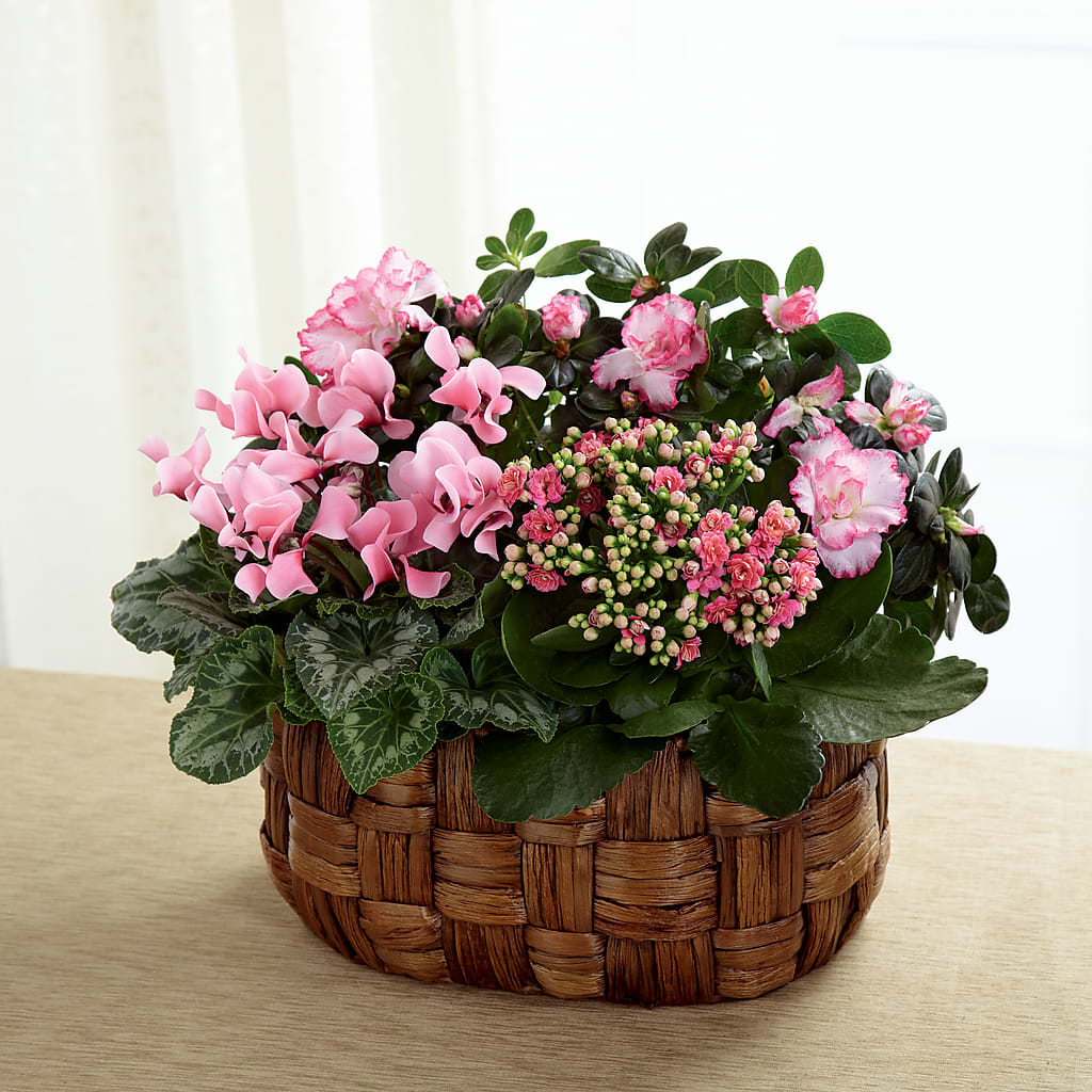 Pink Assortment – Secret Garden Atx, Hutto TX