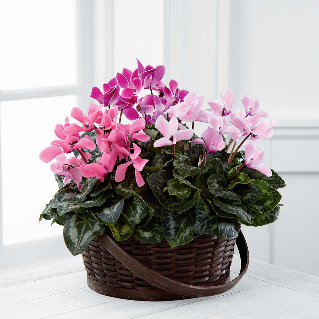 Mixed Cyclamen Planter – Secret Garden Atx, Hutto TX