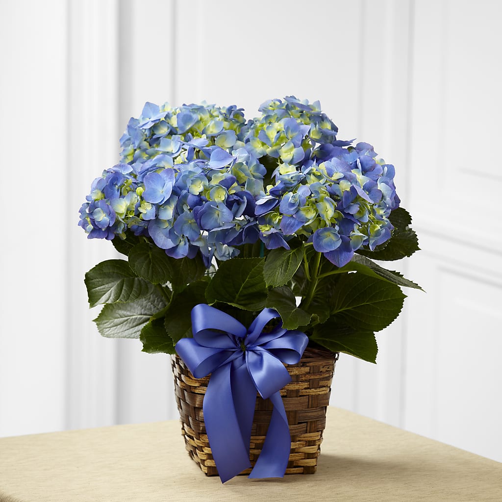 Blue Hydrangea Planter – Secret Garden Atx, Hutto TX