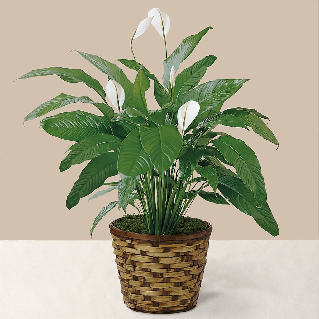 Tranquil Moments Peace Lily Plant – Secret Garden Atx, Hutto TX