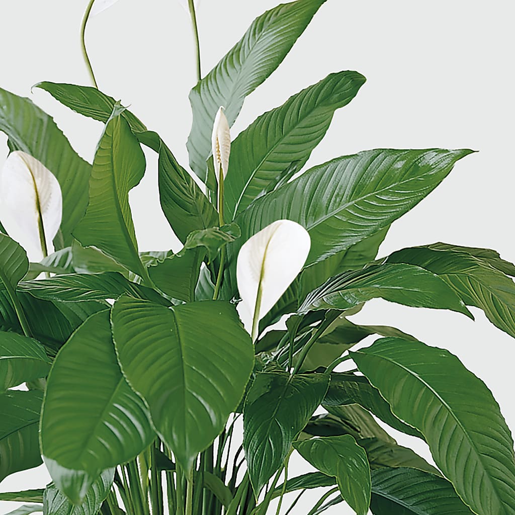 Tranquil Moments Peace Lily Plant – Secret Garden Atx, Hutto TX