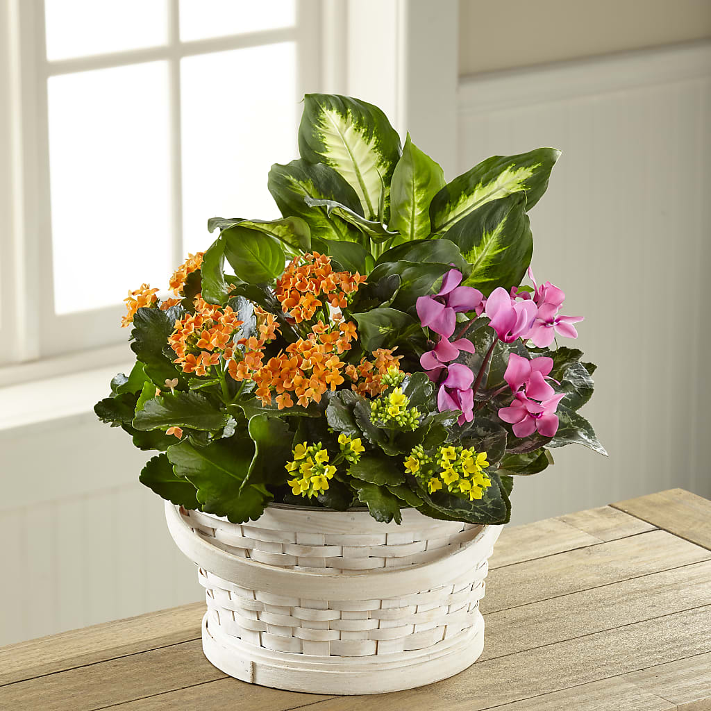 Color Crush Dishgarden – Secret Garden Atx, Hutto TX