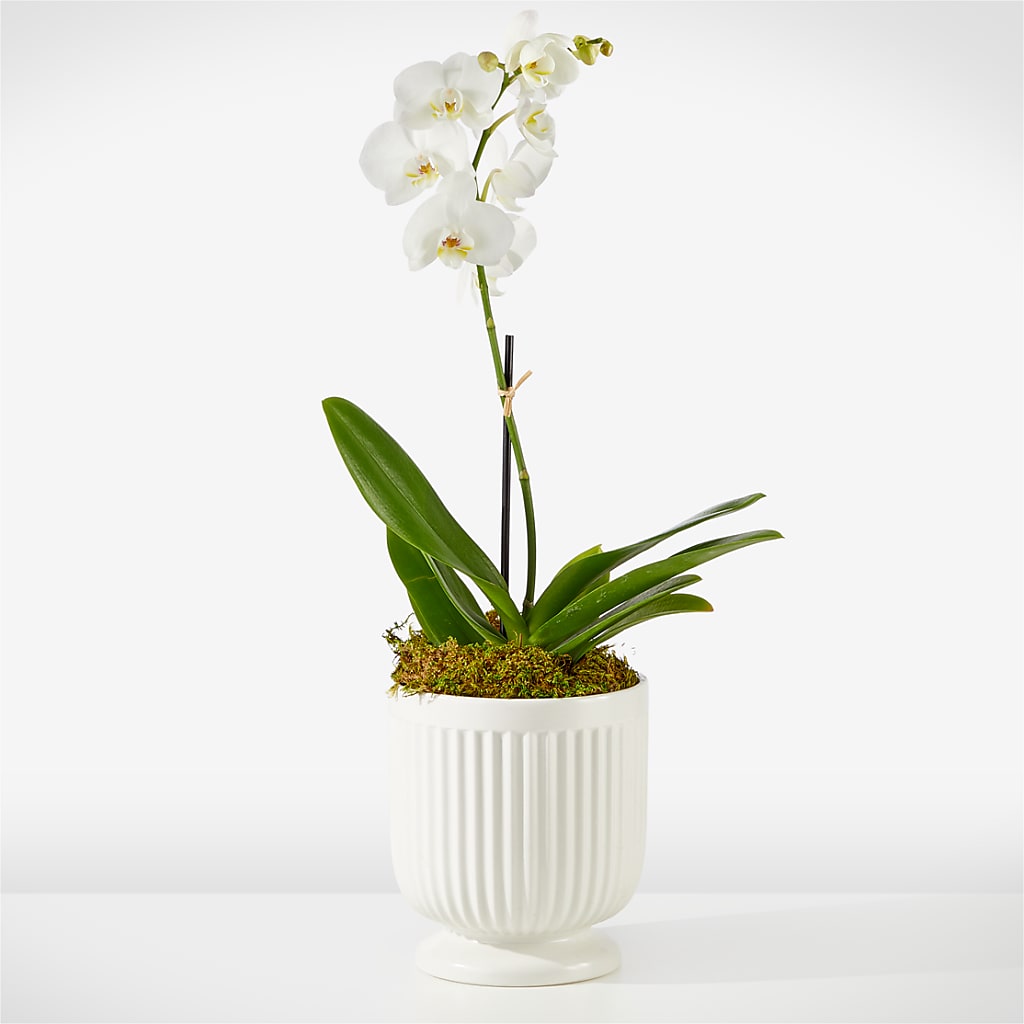 Whispering White Orchid – Secret Garden Atx, Hutto TX