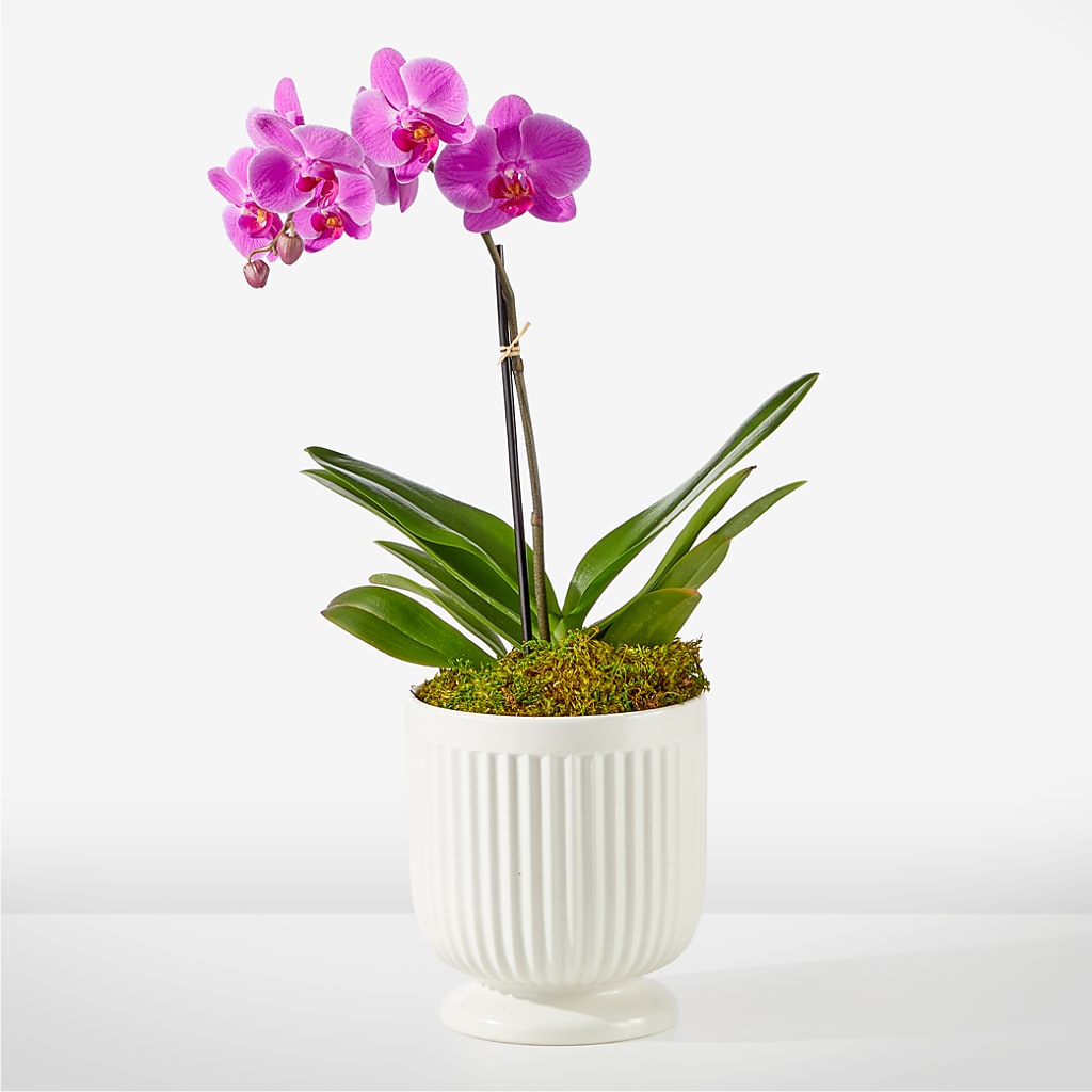 Friendly Fuchsia Orchid – Secret Garden Atx, Hutto TX