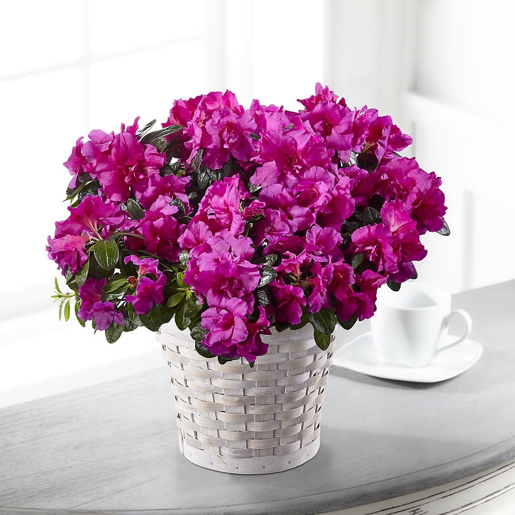 Hope & Serenity Azalea Plant – Secret Garden Atx, Hutto TX