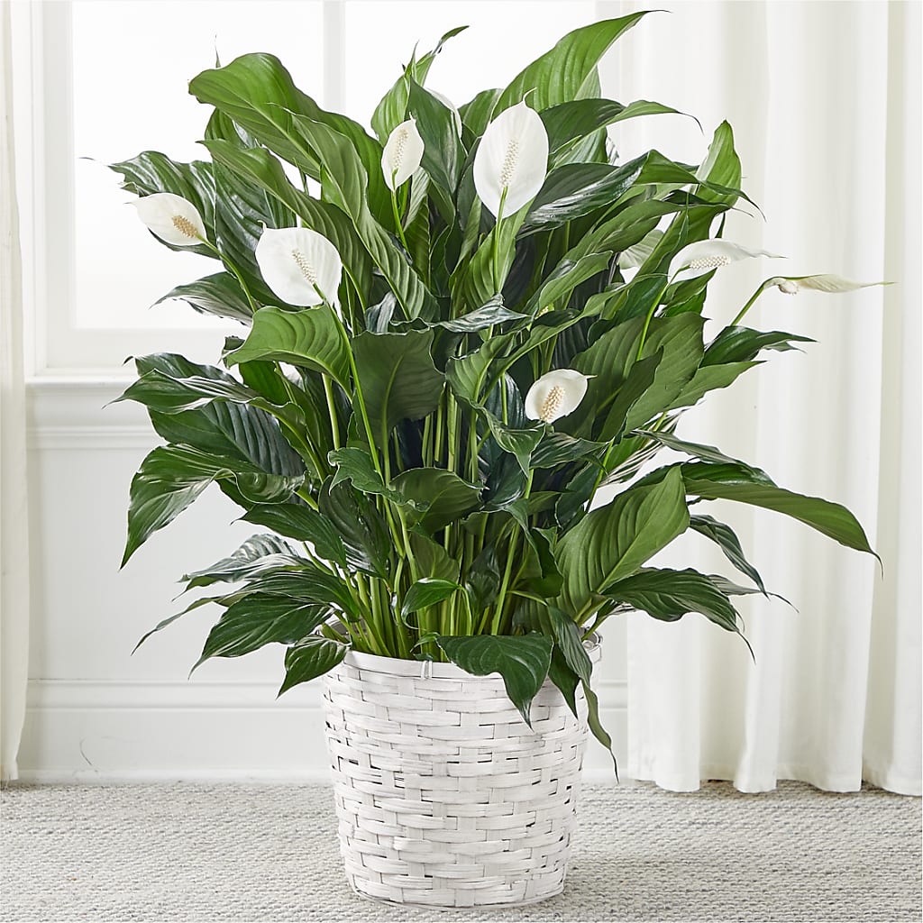 A New Leaf Peace Lily – Secret Garden Atx, Hutto TX