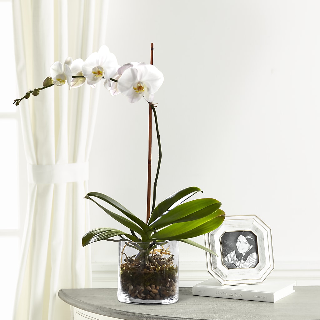 White Orchid Planter – Secret Garden Atx, Hutto TX