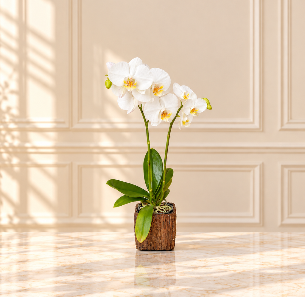 Plants & Orchids