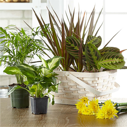 Florist Designed Blooming and Green Plants in a Basket –  Secret Garden Atx, Hutto TX