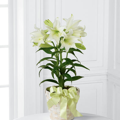 Easter Lily Plant –  Secret Garden Atx, Hutto TX