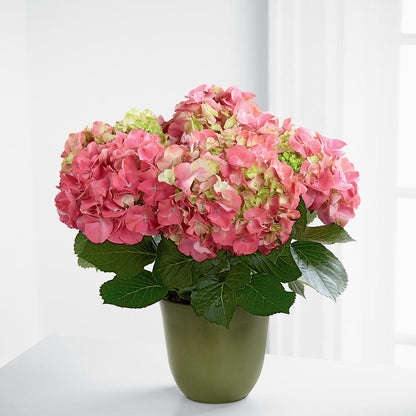 Pink Hydrangea Planter –  Secret Garden Atx, Hutto TX