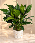 Elegant Peace Lily Plant