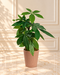 Elegance Money Tree