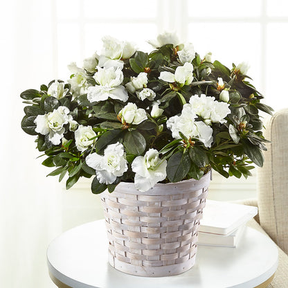 White Azalea Plant –  Secret Garden Atx, Hutto TX