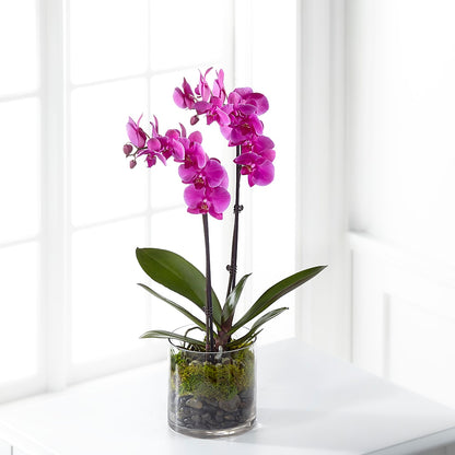 Pink Orchid Plant –  Secret Garden Atx, Hutto TX