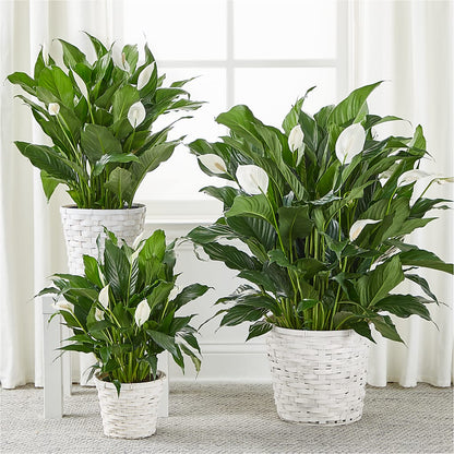 A New Leaf Peace Lily –  Secret Garden Atx, Hutto TX