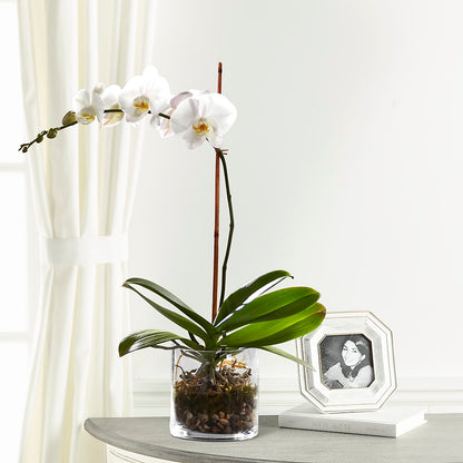 White Orchid Planter –  Secret Garden Atx, Hutto TX